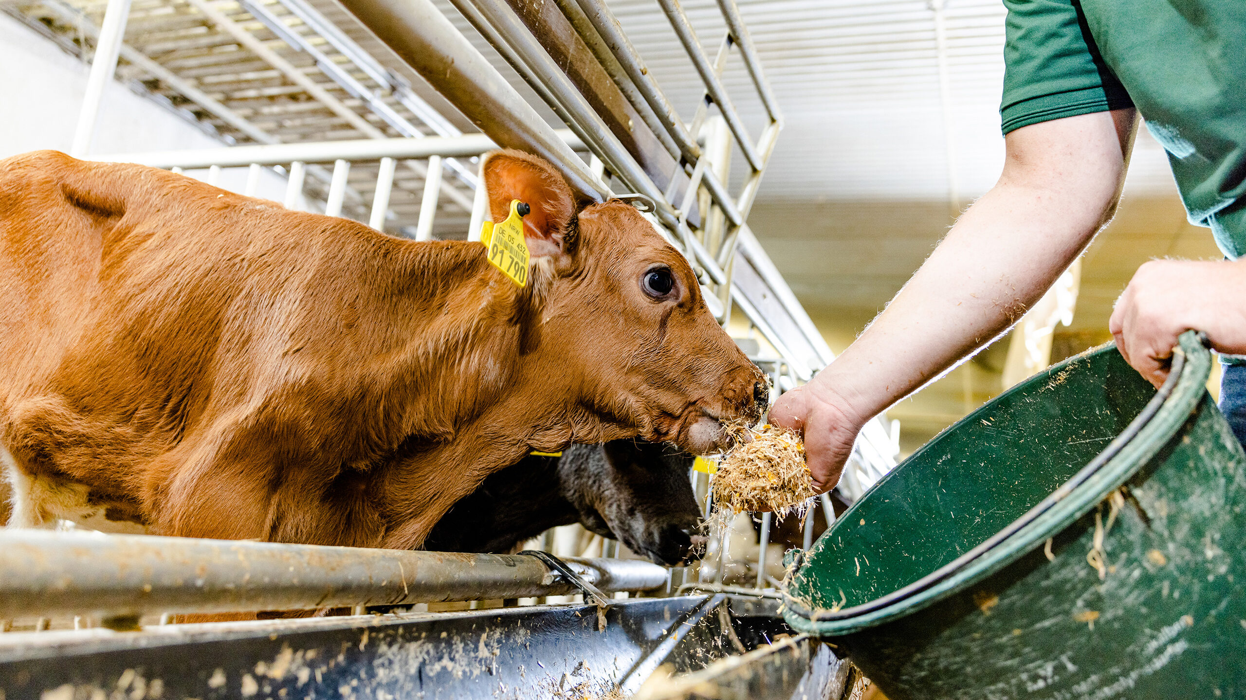 Kühe im Stall werden gefüttert - Ihr Futtermittelexperte aus Dissen, Schüttorf & Warburg