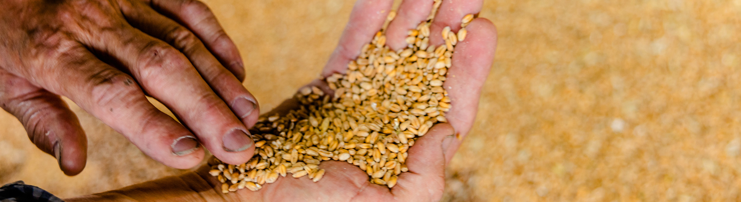 Getreidekörner in Händen– Futtermittelexperte Bischof aus Dissen, Schüttorf & Warburg